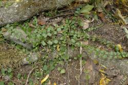 Asplenium flabellifolium. Mature plant with fronds lying prostrate on the ground.
 Image: L.R. Perrie © Te Papa CC BY-NC 3.0 NZ